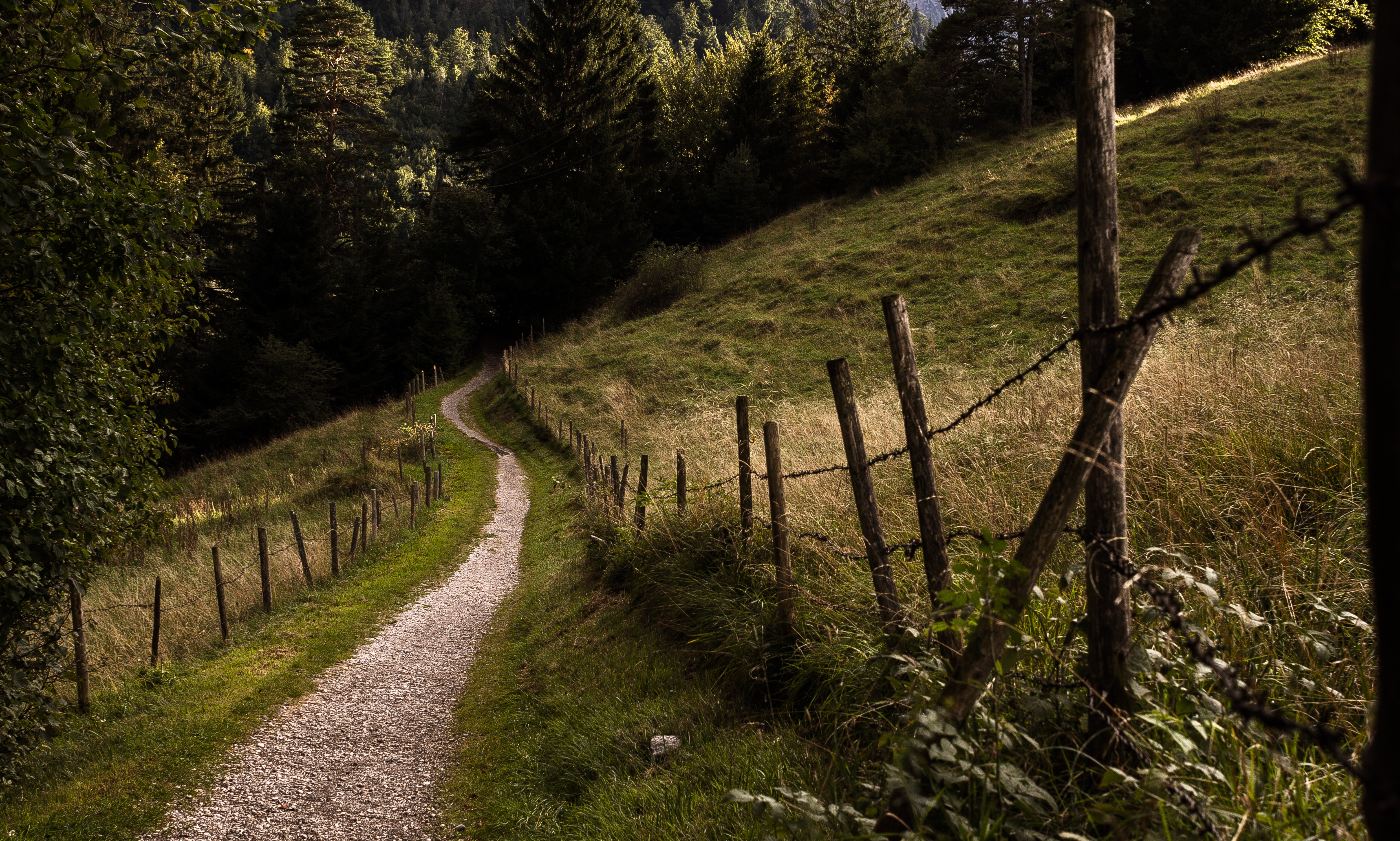 image of a winding path leading into the woods